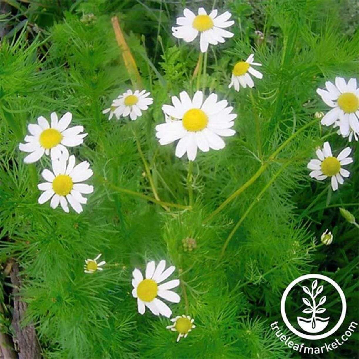 German Chamomile