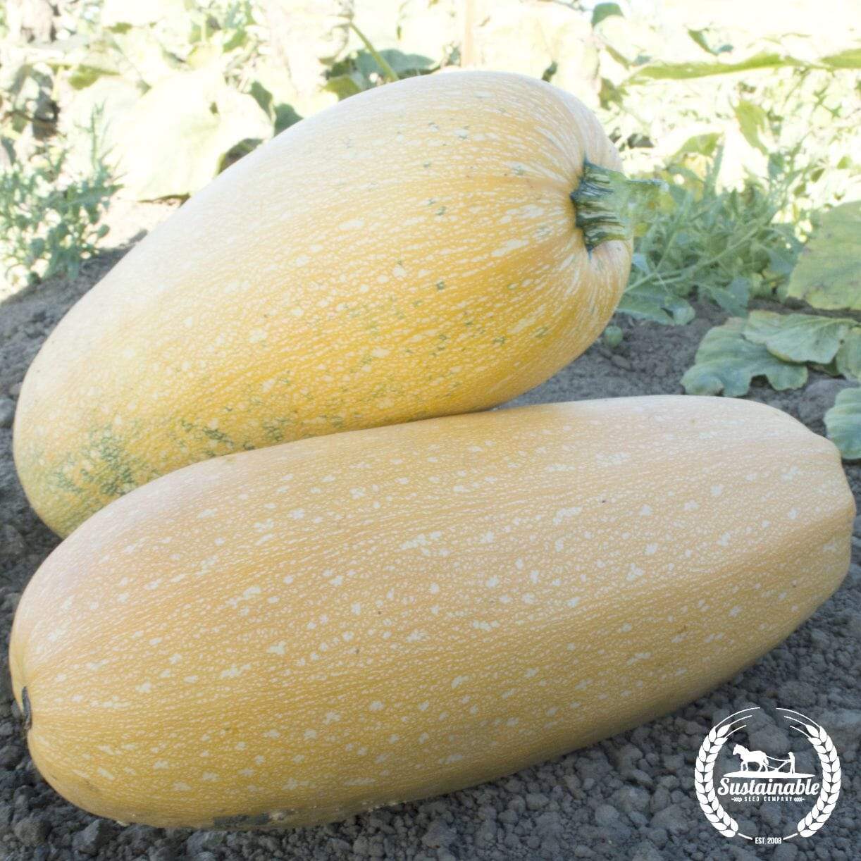 Goldetti Squash
