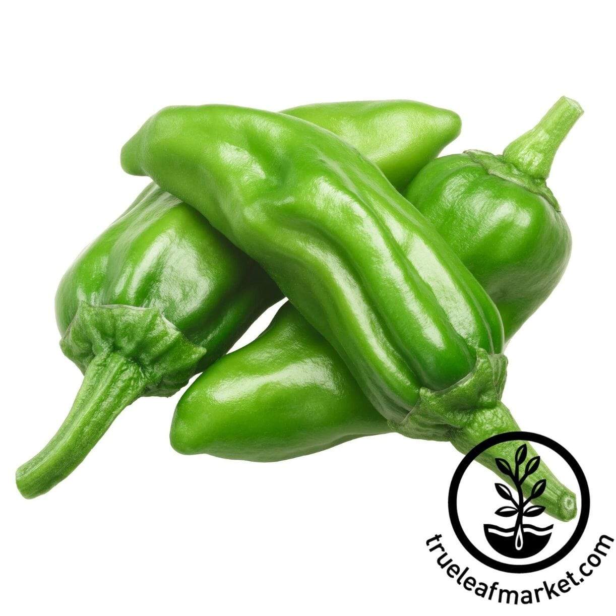 Pepperoncini Italian Pepper