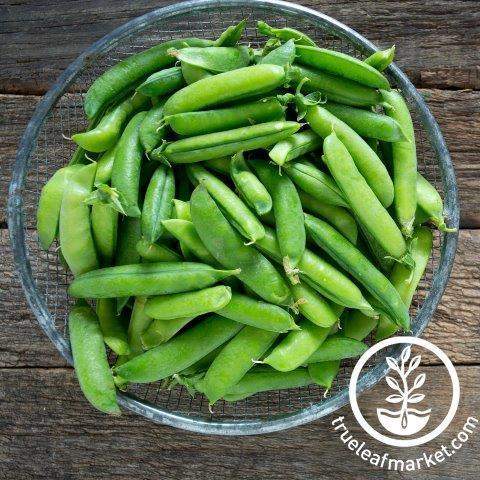 Cascadia Pea
