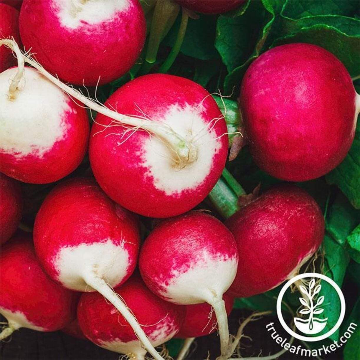 Sparkler Radish