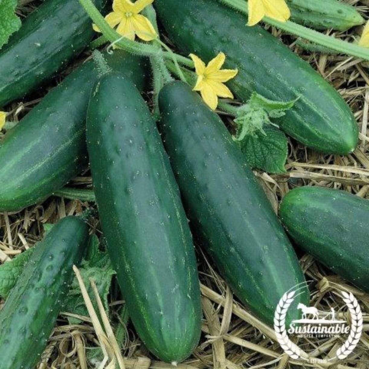 Spacemaster Cucumber