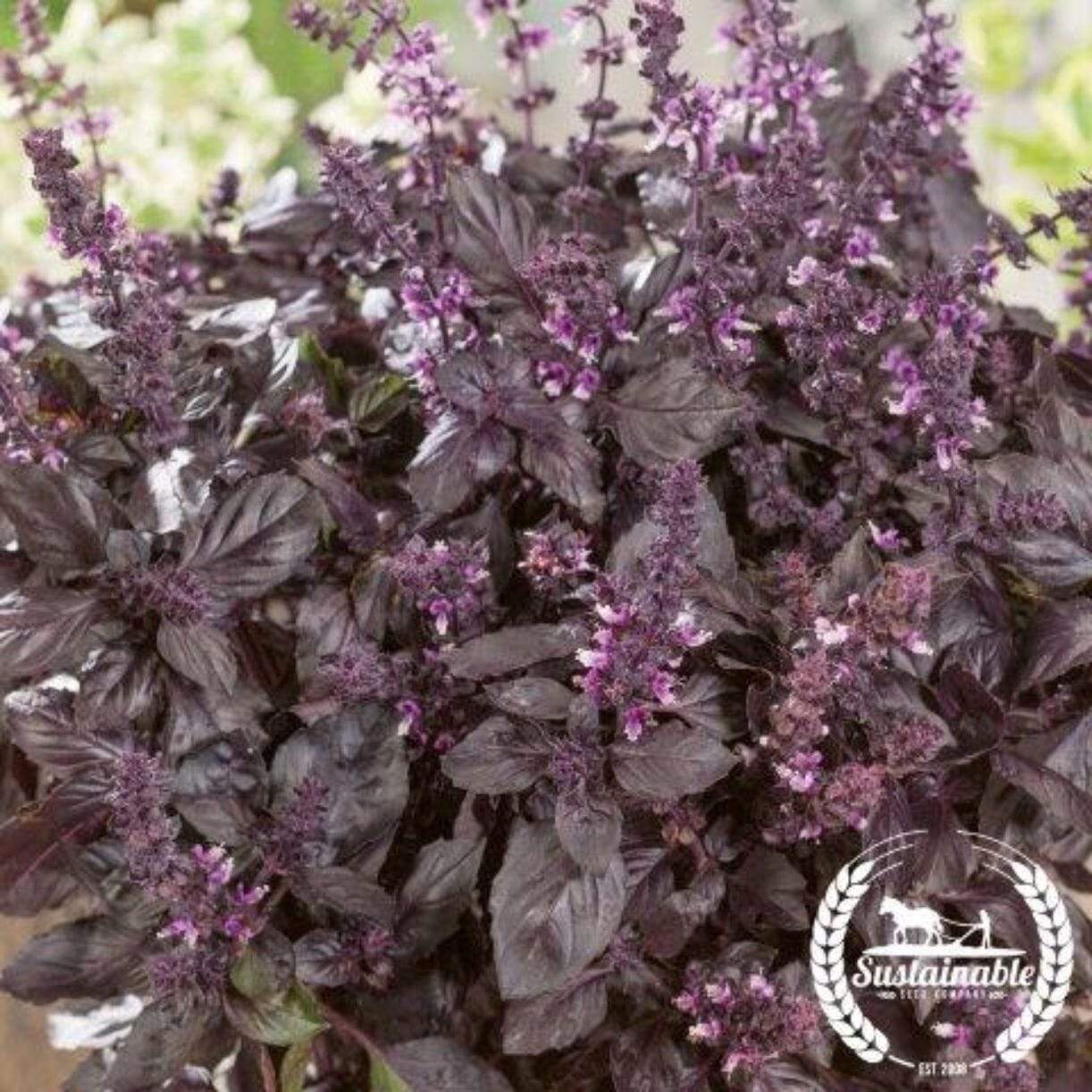 Dark Opal Basil