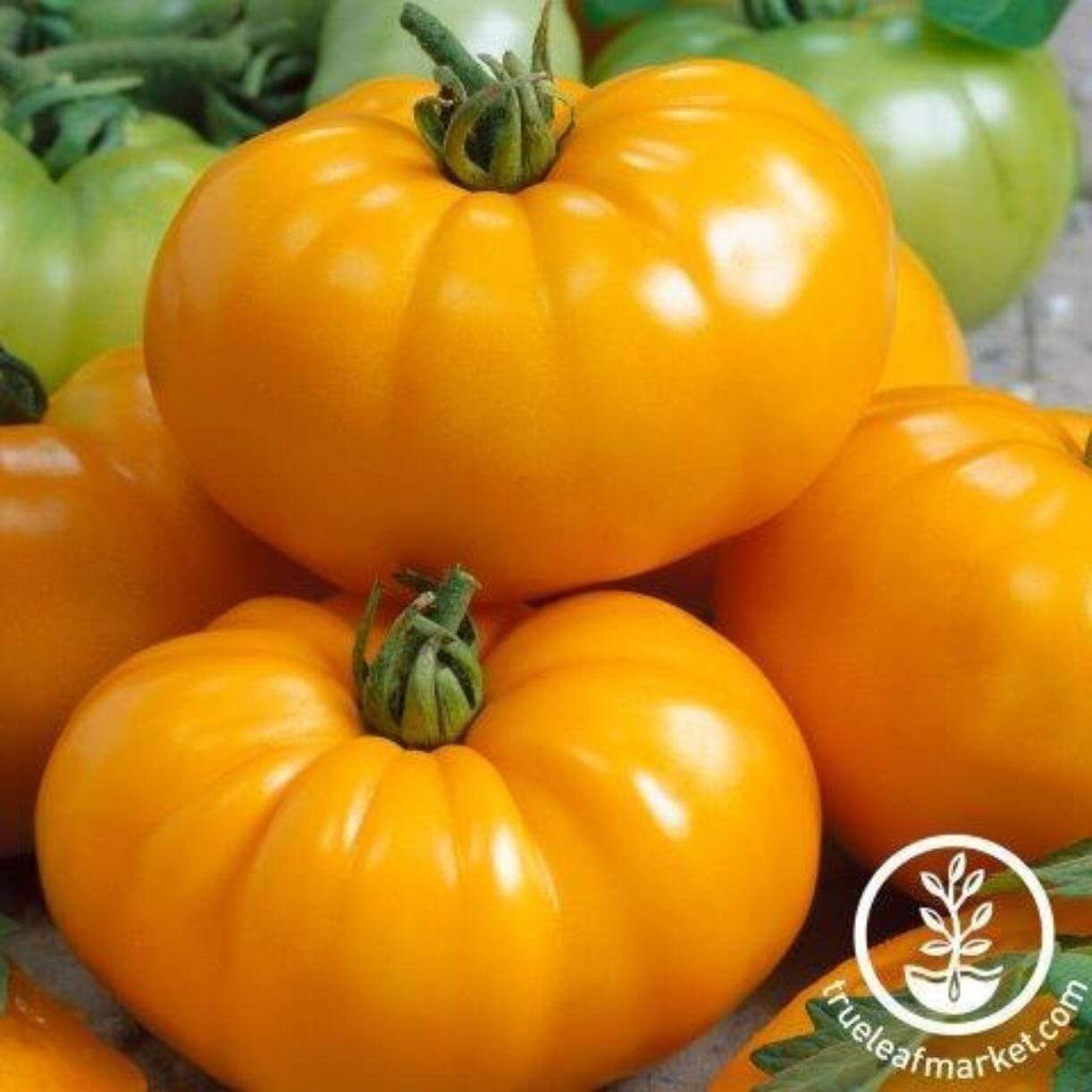 Chef's Choice Yellow Tomato