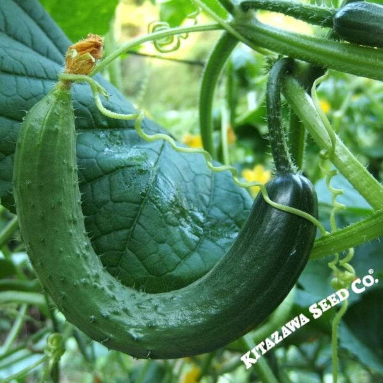 Chinese Snake Curved Cucumber