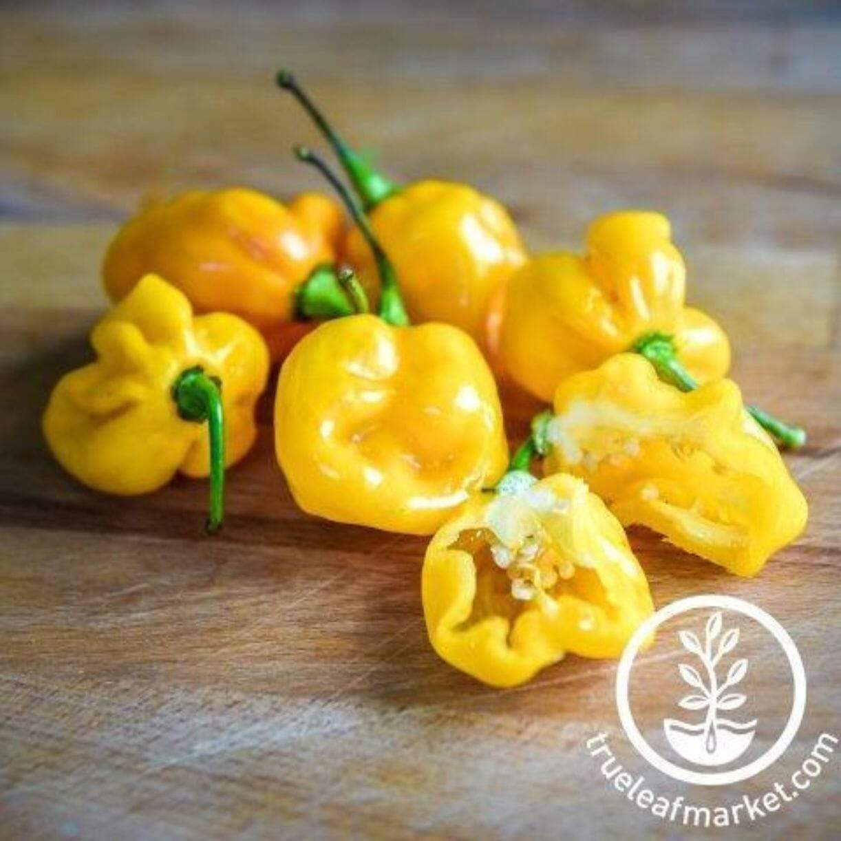 Small Yellow Cherry Pepper
