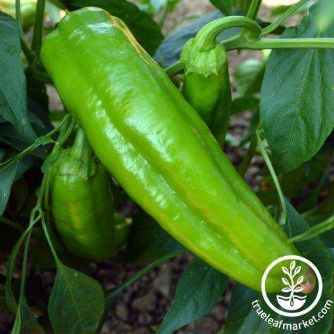 Corno Di Toro Giallo Pepper