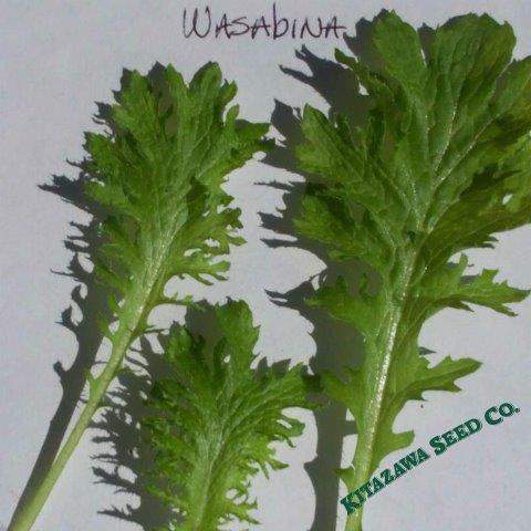 Wasabina Mustard