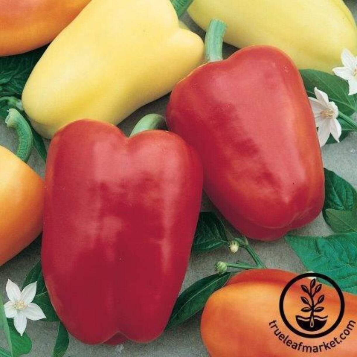 Chablis Pepper