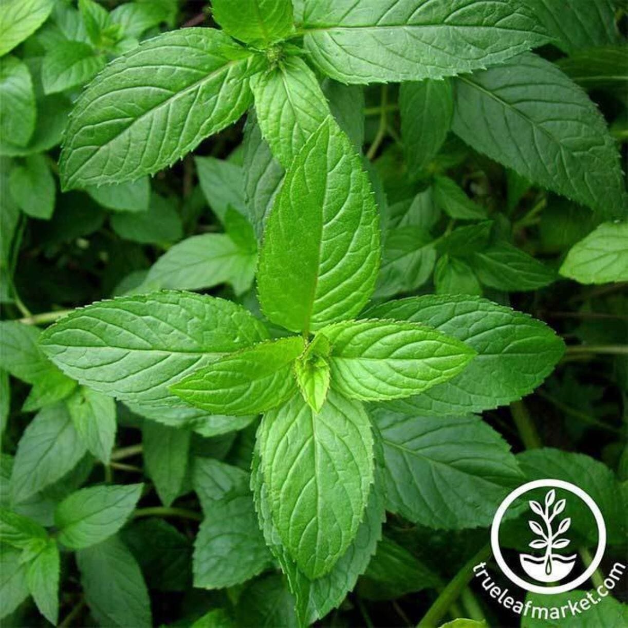 Peppermint