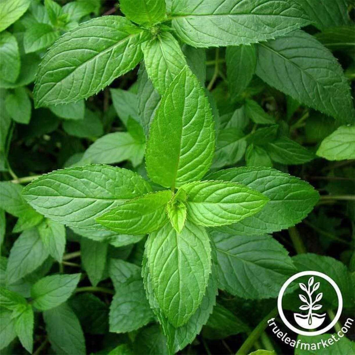 Peppermint