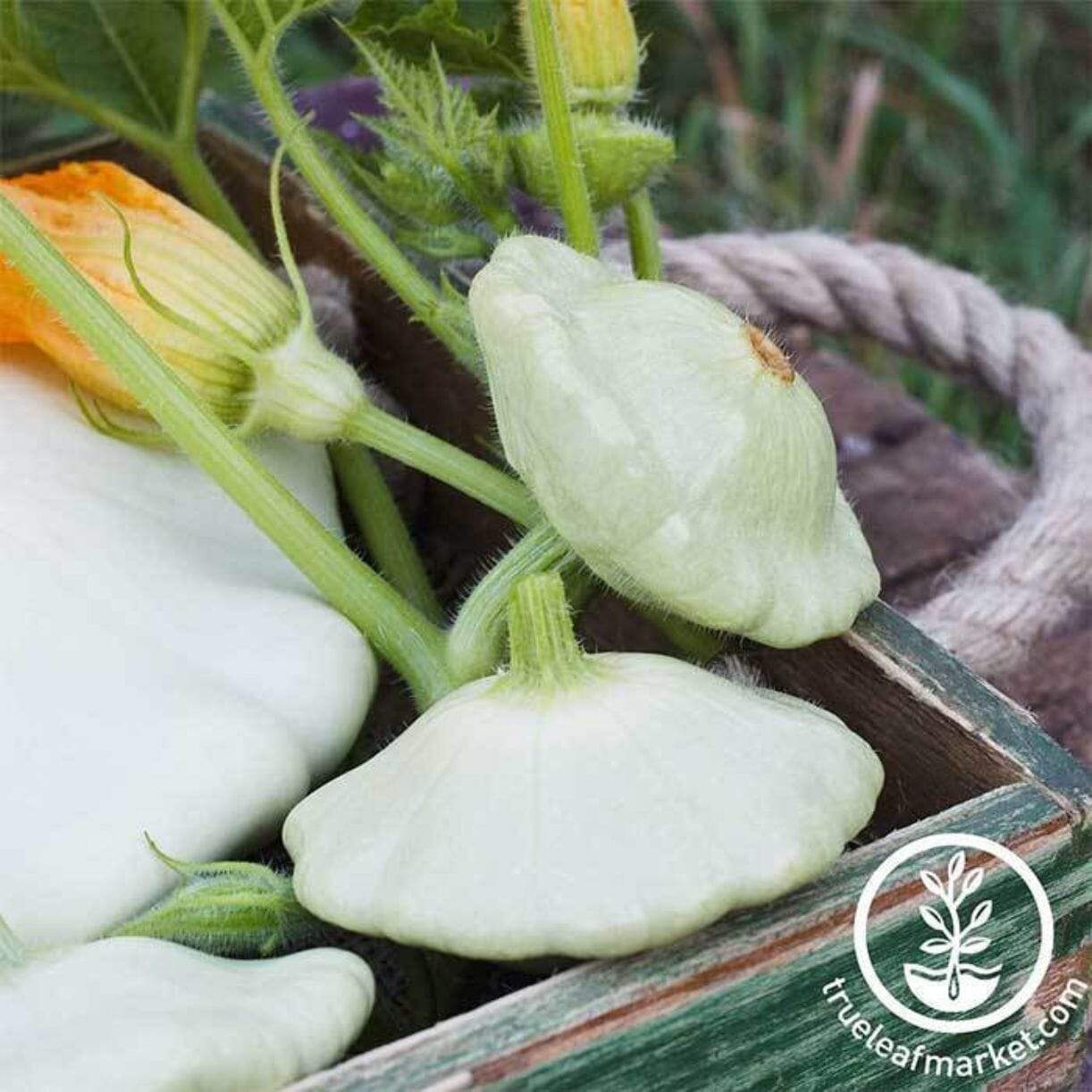 Bennings Green Tint Scallop Squash