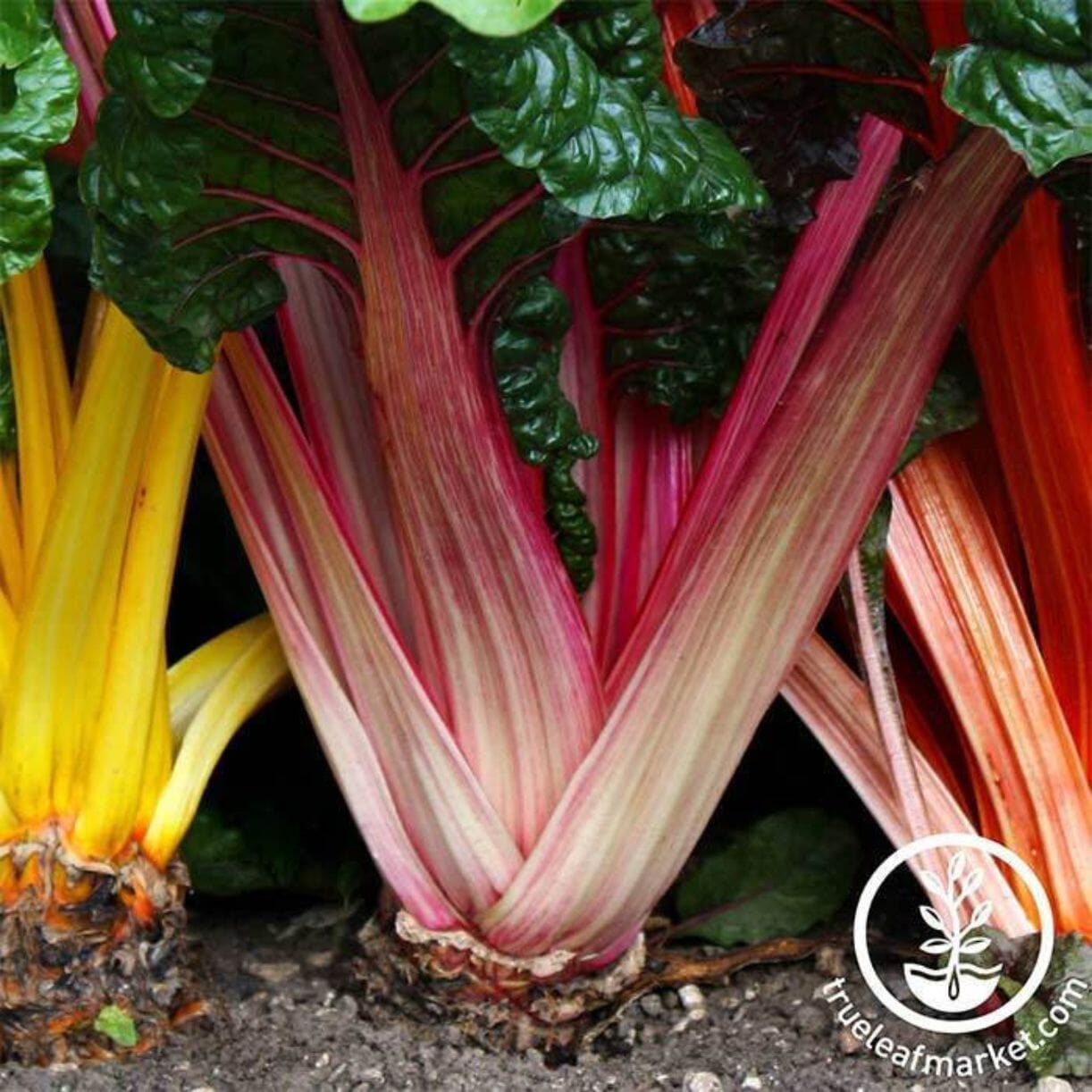 Bright Lights Swiss Chard