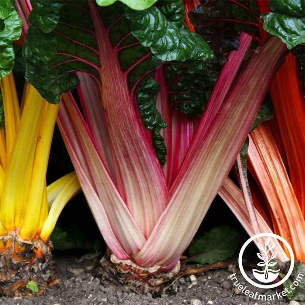 Bright Lights Swiss Chard