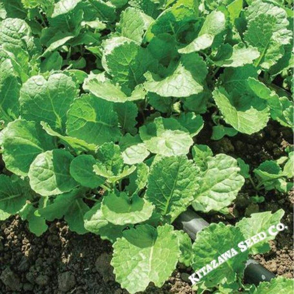 Ethiopian Kale