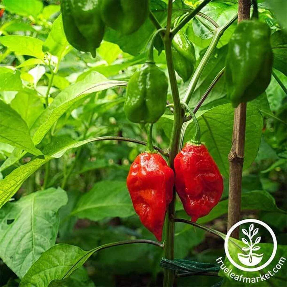 Bhut Jolokia Ghost Pepper