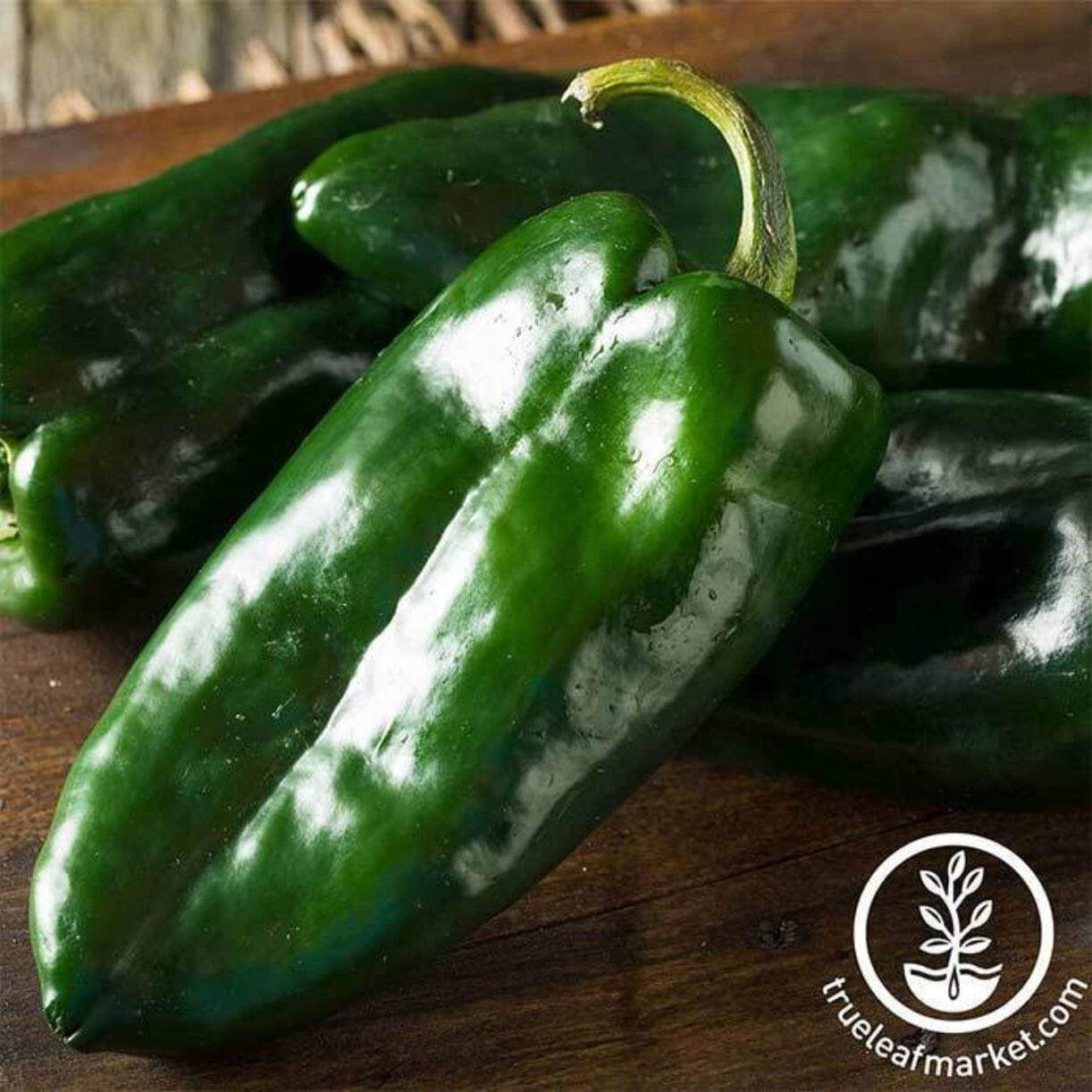 Poblano Ancho Grande Pepper