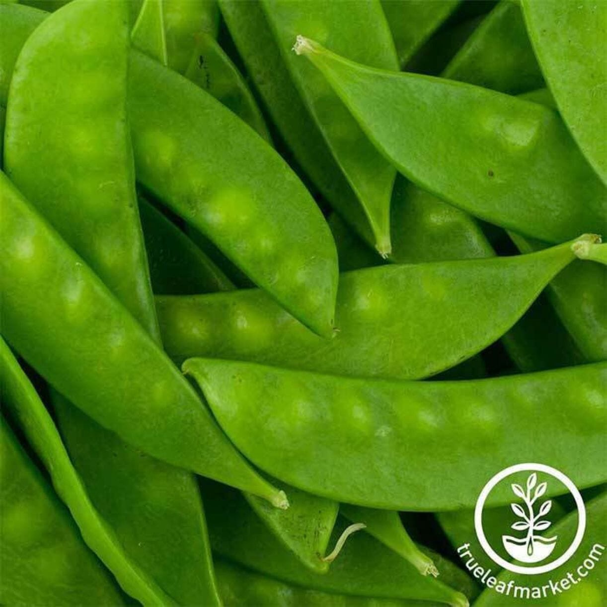 Oregon Sugar Pod Ii Pea