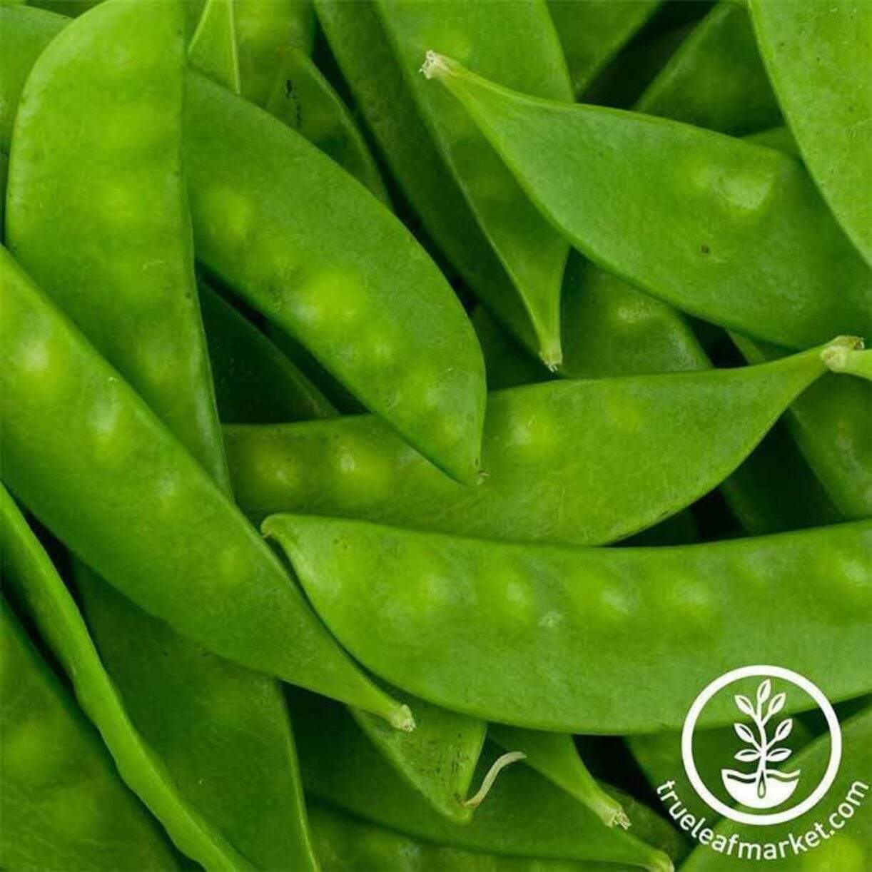 Oregon Sugar Pod Ii Pea