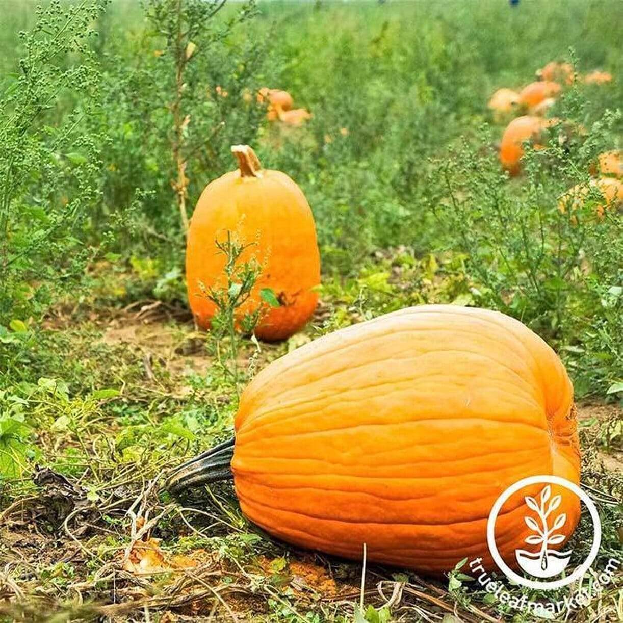 Jack O Lantern Pumpkin