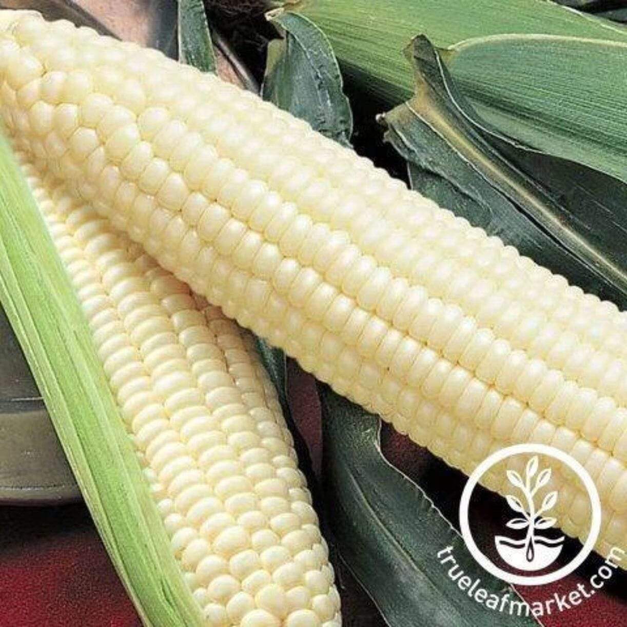 Silver Queen Corn