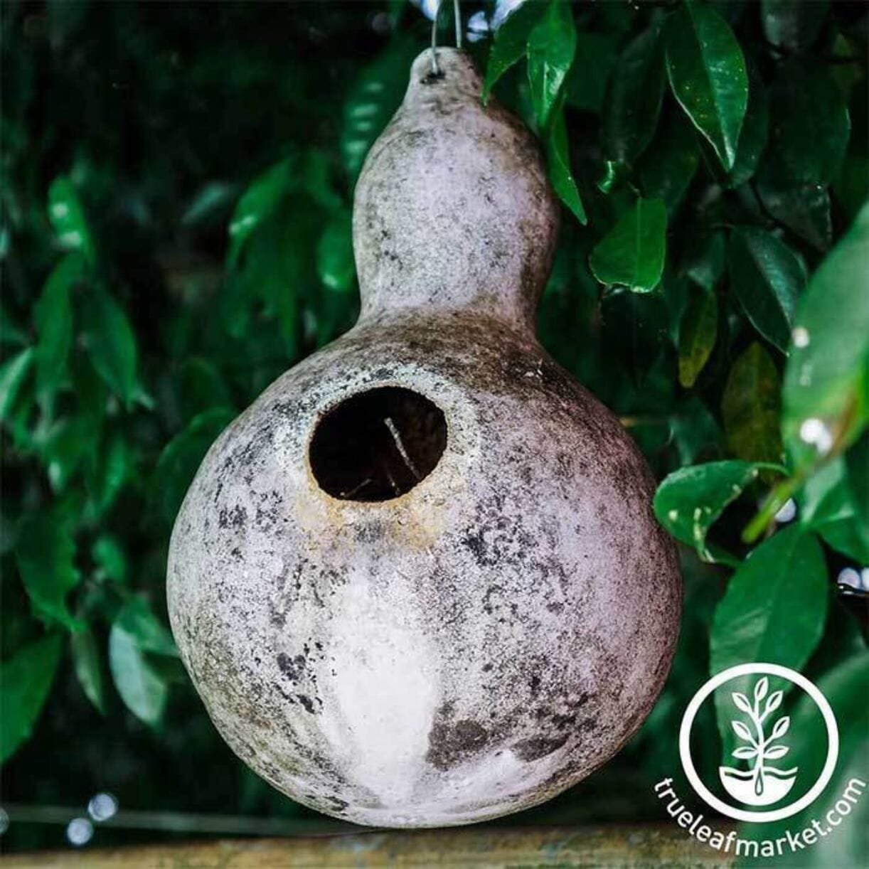 Birdhouse Gourd