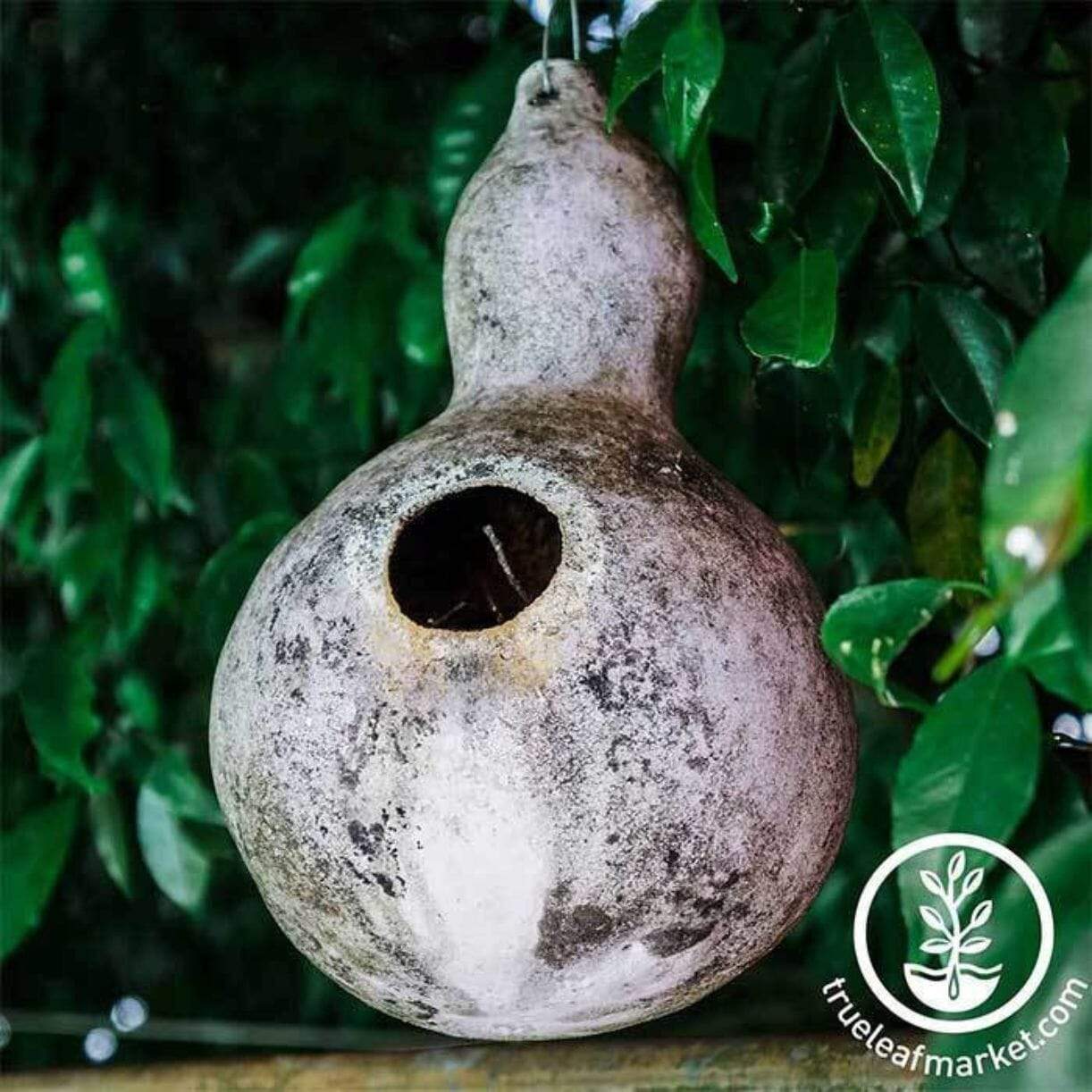 Birdhouse Gourd