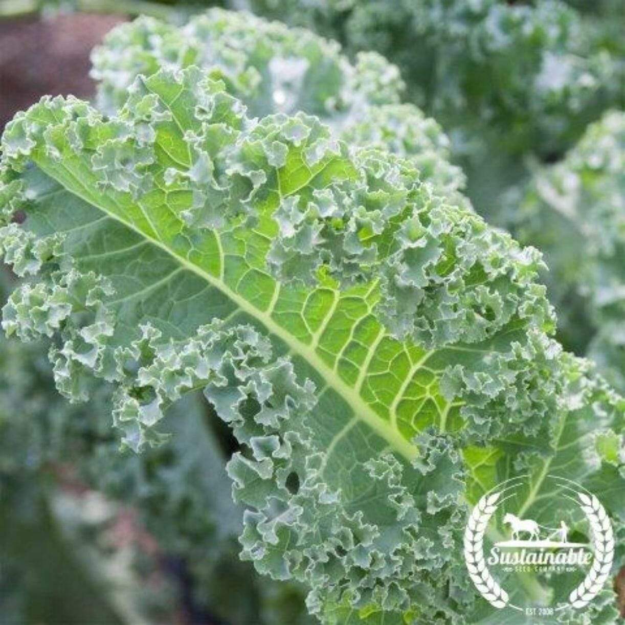 Dwarf Vates Blue Scotch Curled Kale