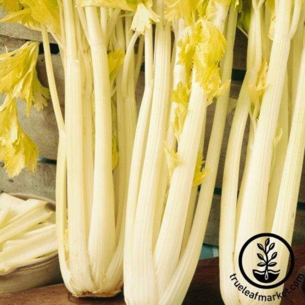 Golden Boy Celery