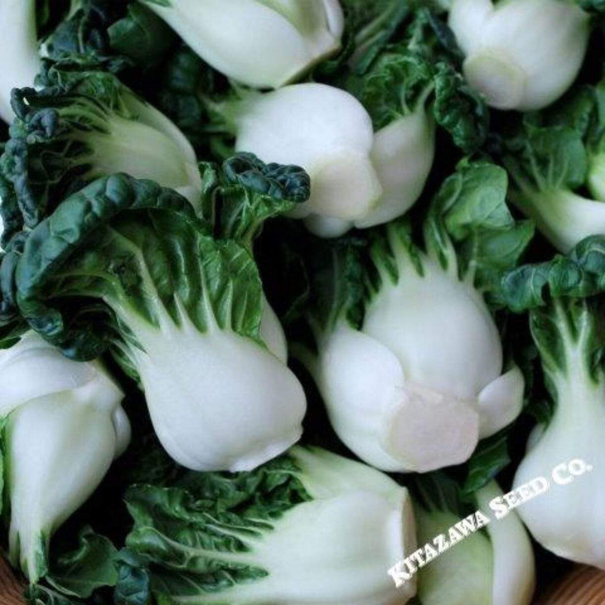 Hotau Cabbage