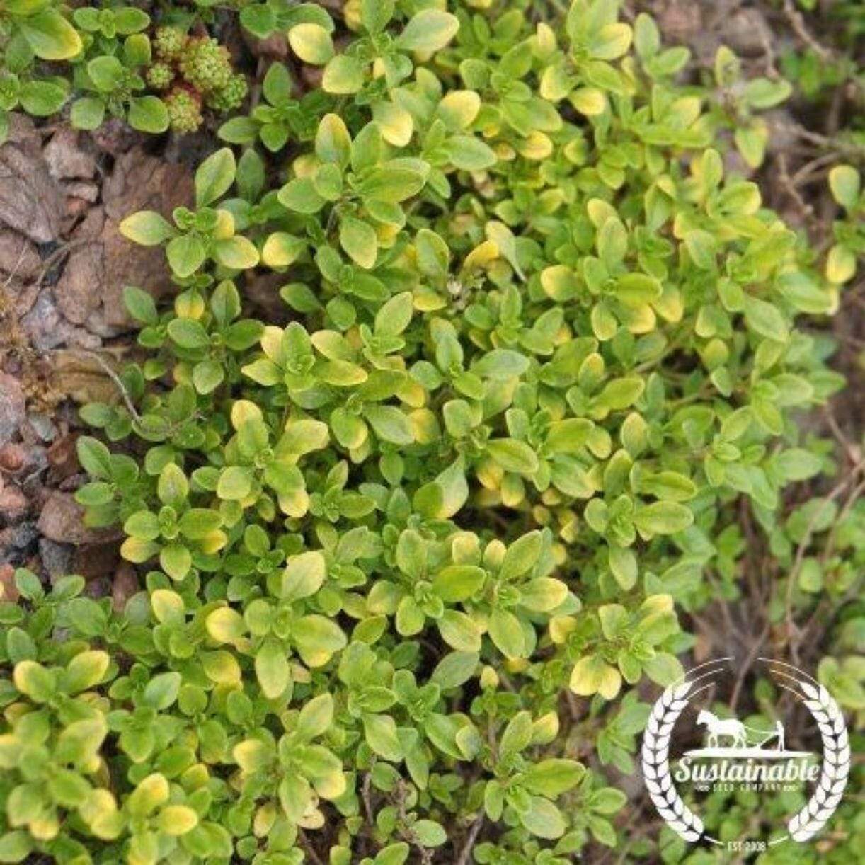 Common Sorrel