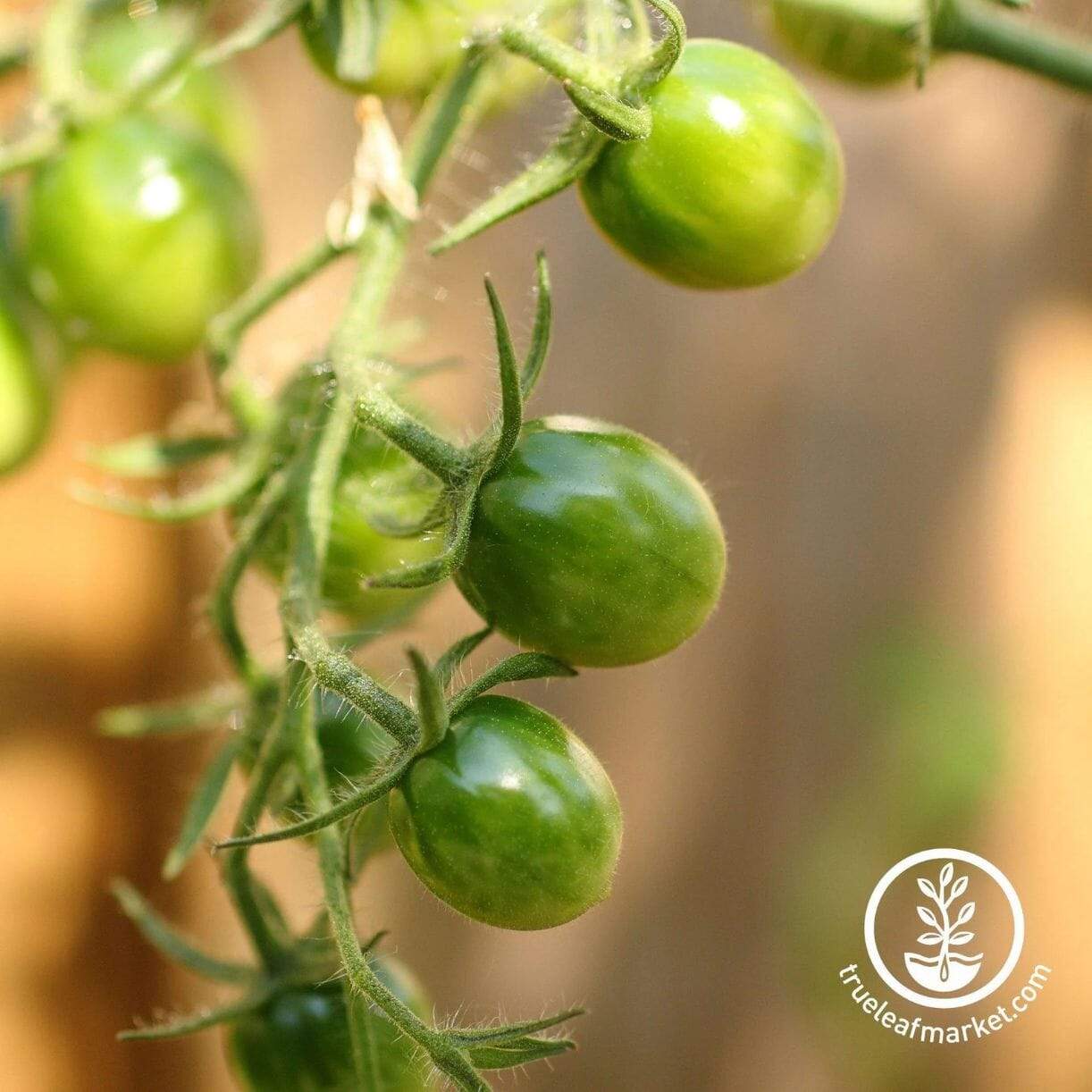 Green Grape Tomato