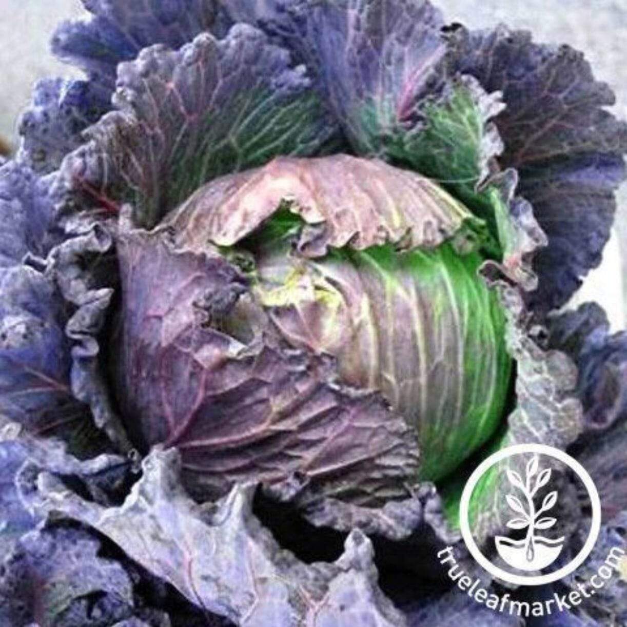 Purple Savoy Cabbage