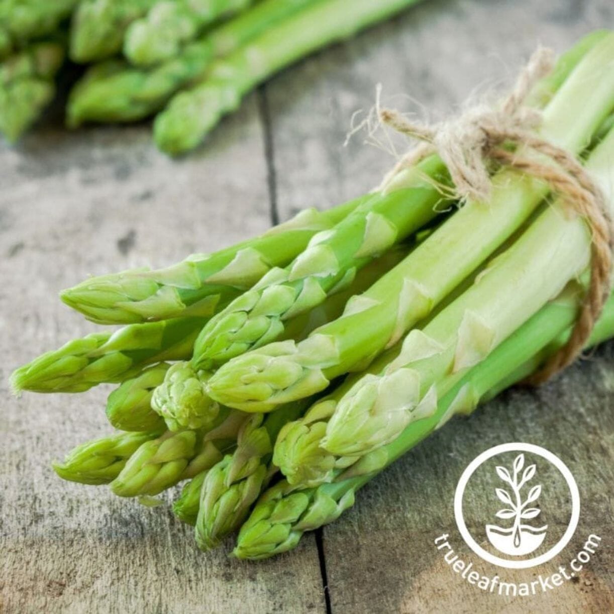 Jersey Giant Asparagus