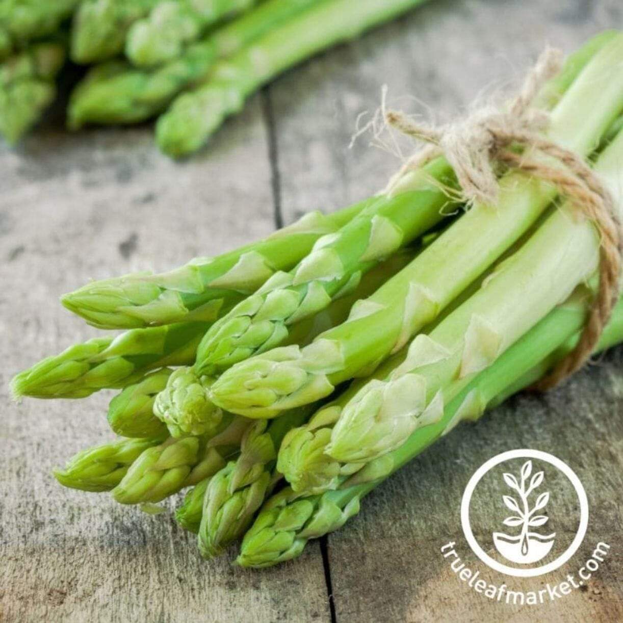 Jersey Giant Asparagus