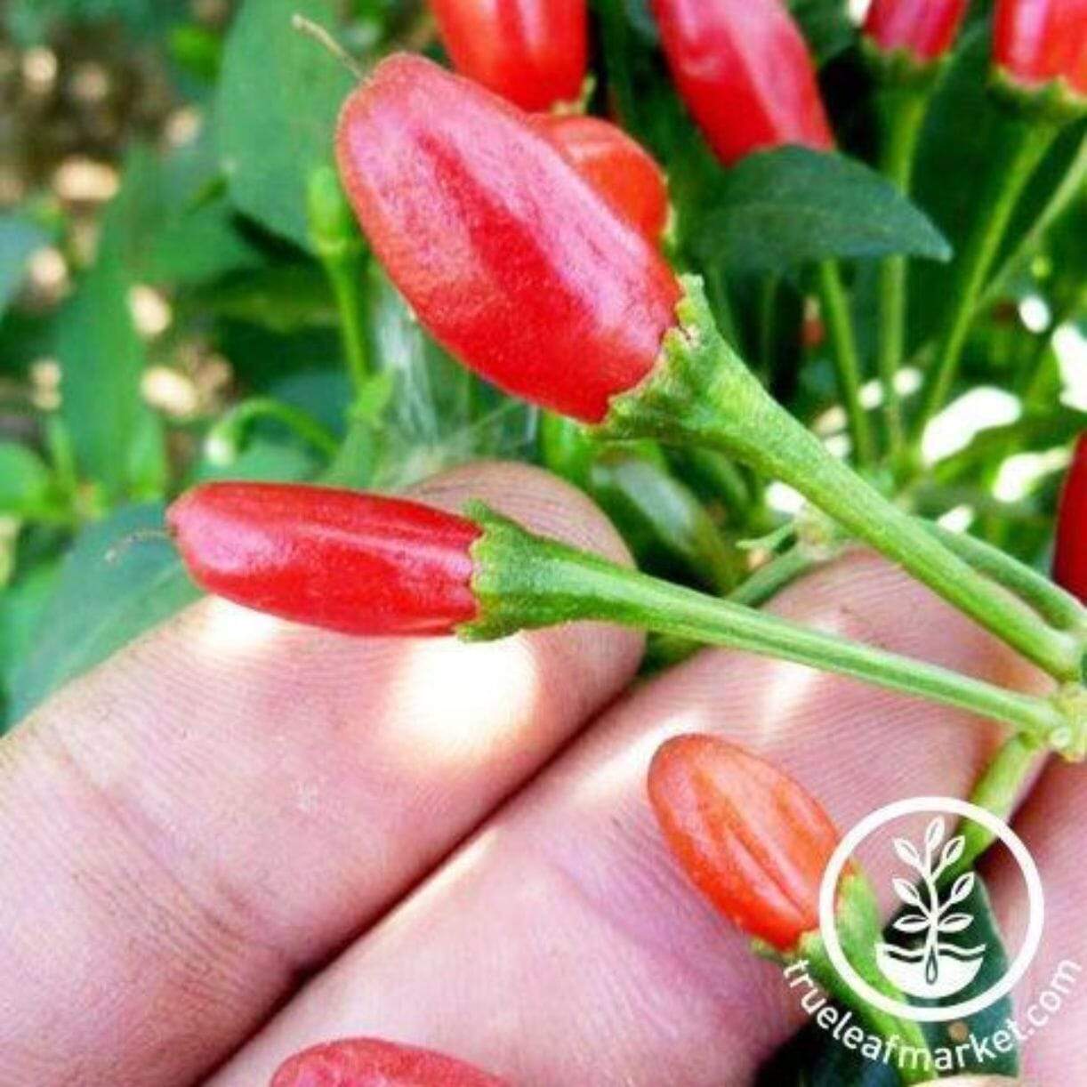 Chiltepin Pepper