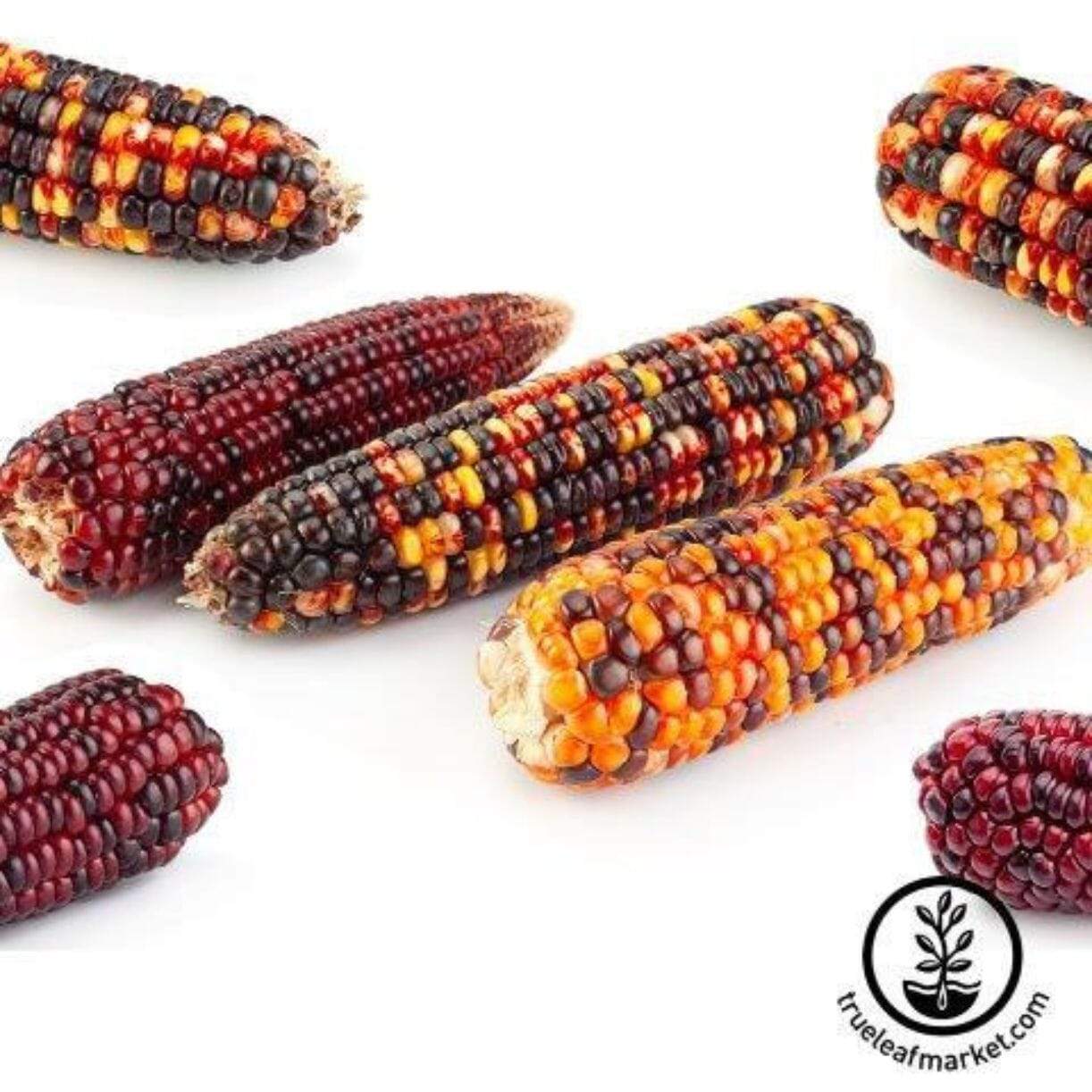 Rainbow (Multicolors) Corn