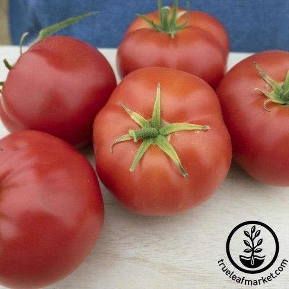 Quarter Century Tomato