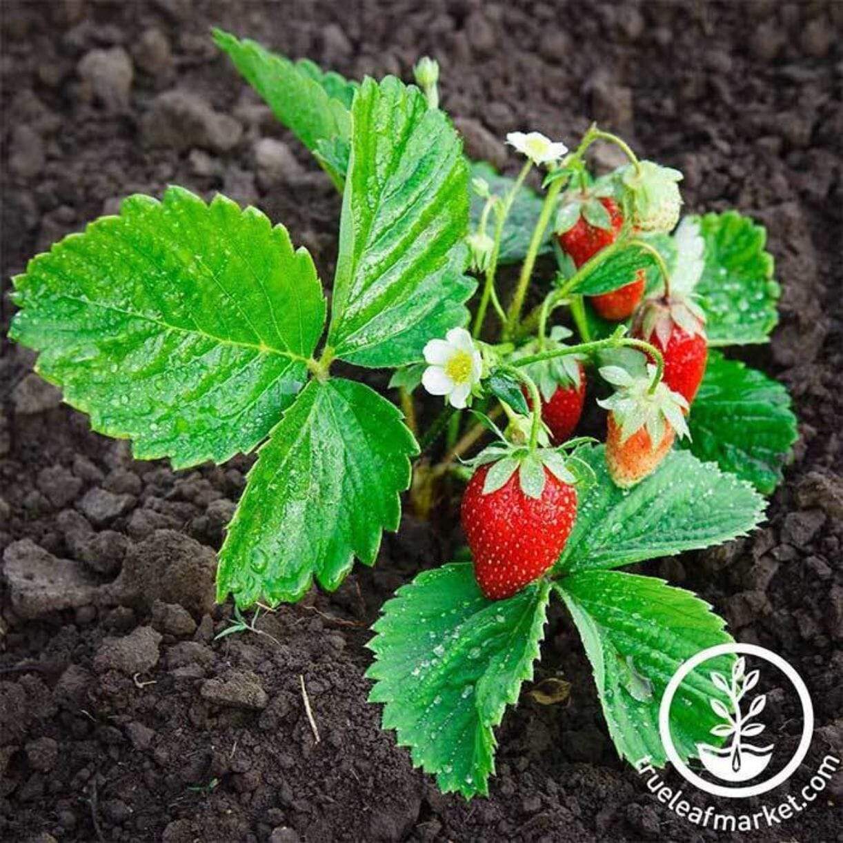Berries Basket White Strawberry