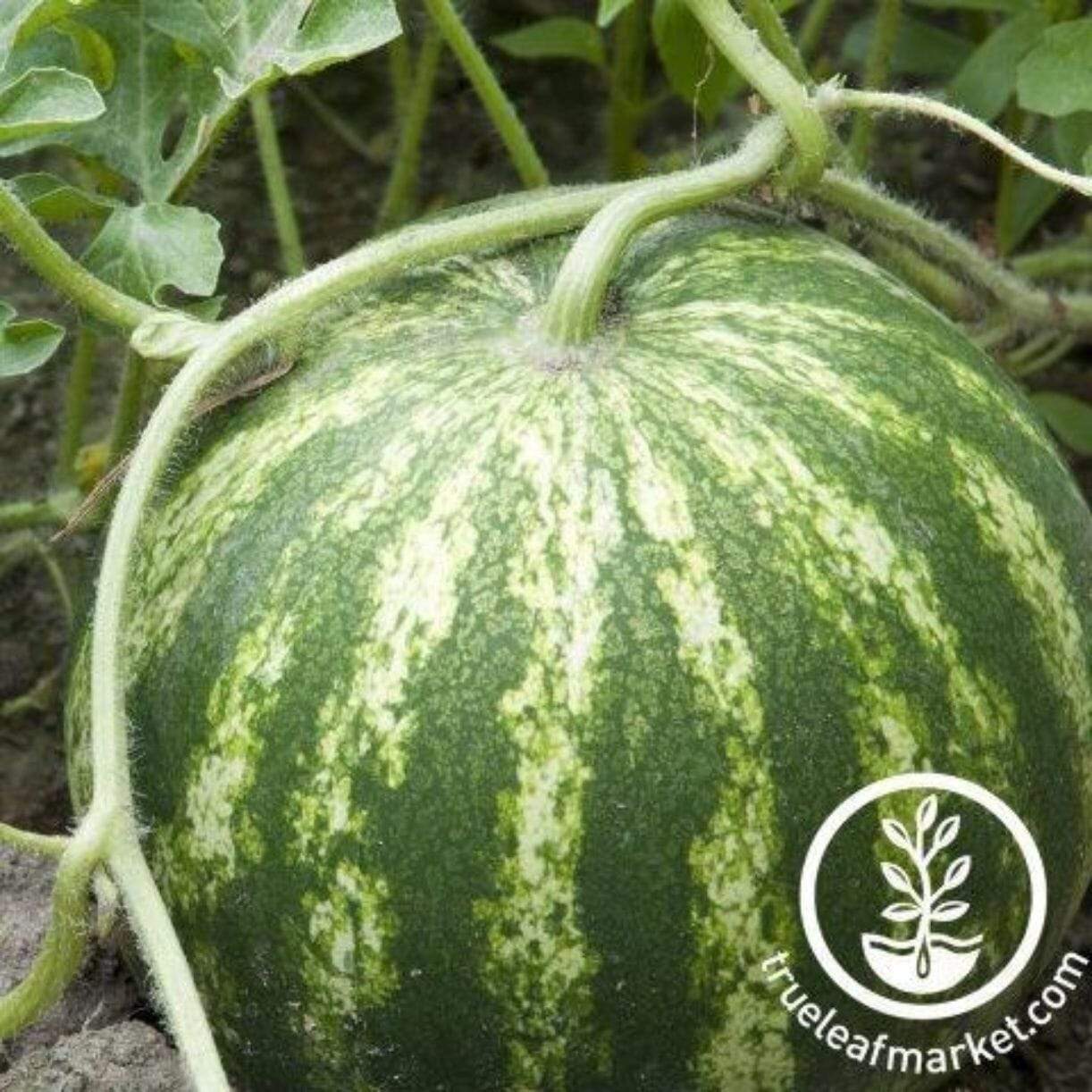 Triple Gold Watermelon