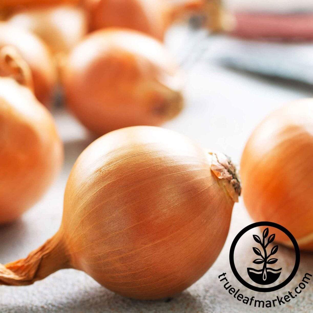 Yellow Granex Prr Onion