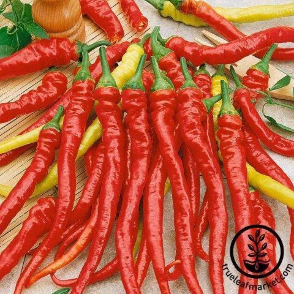 Ristra Cayenne Pepper