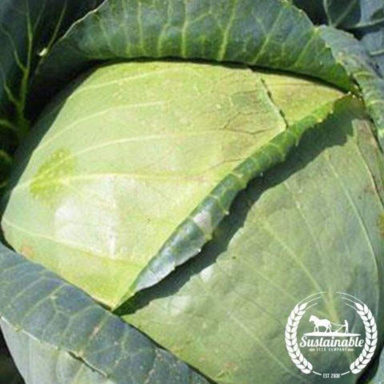 All Seasons Cabbage