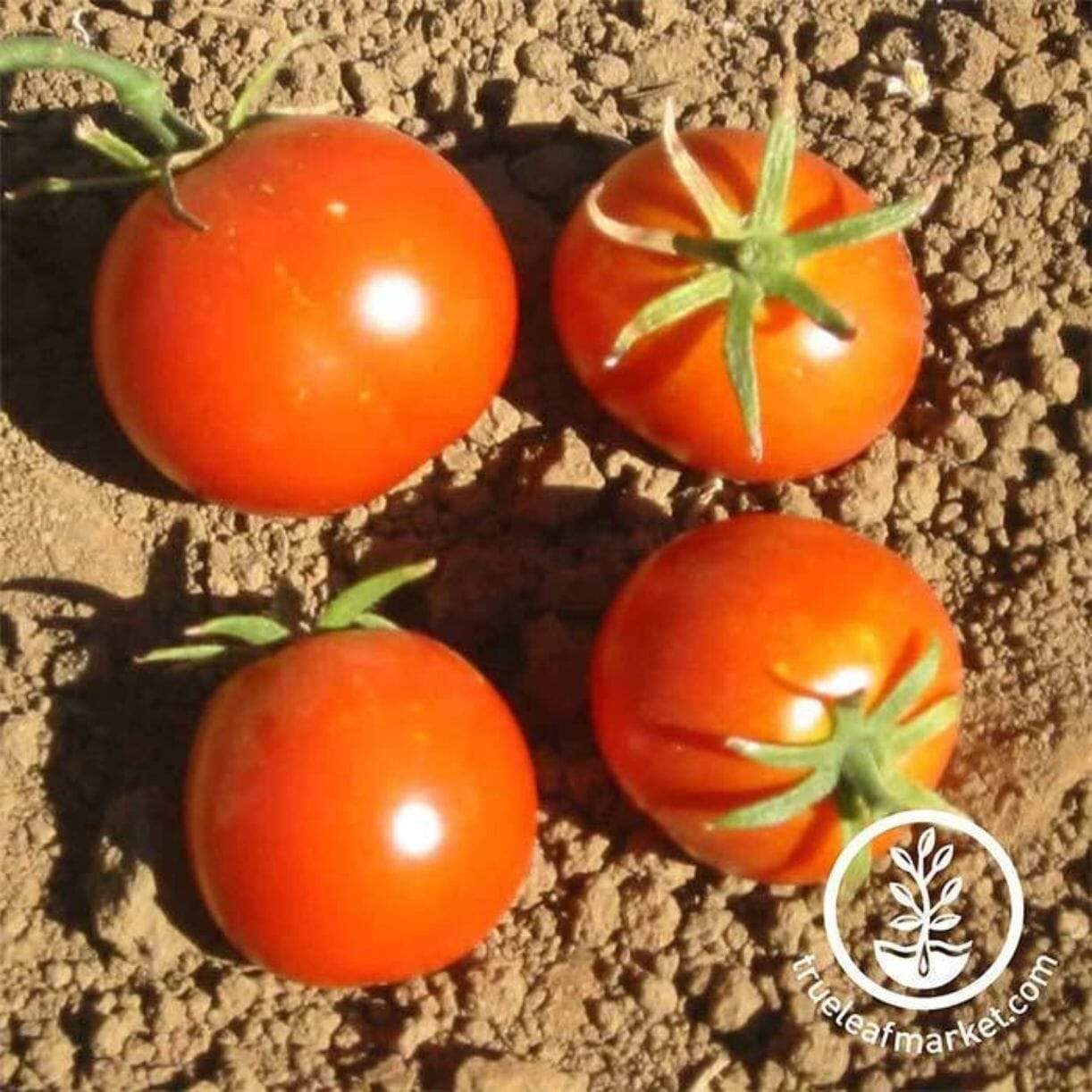 Glacier Tomato