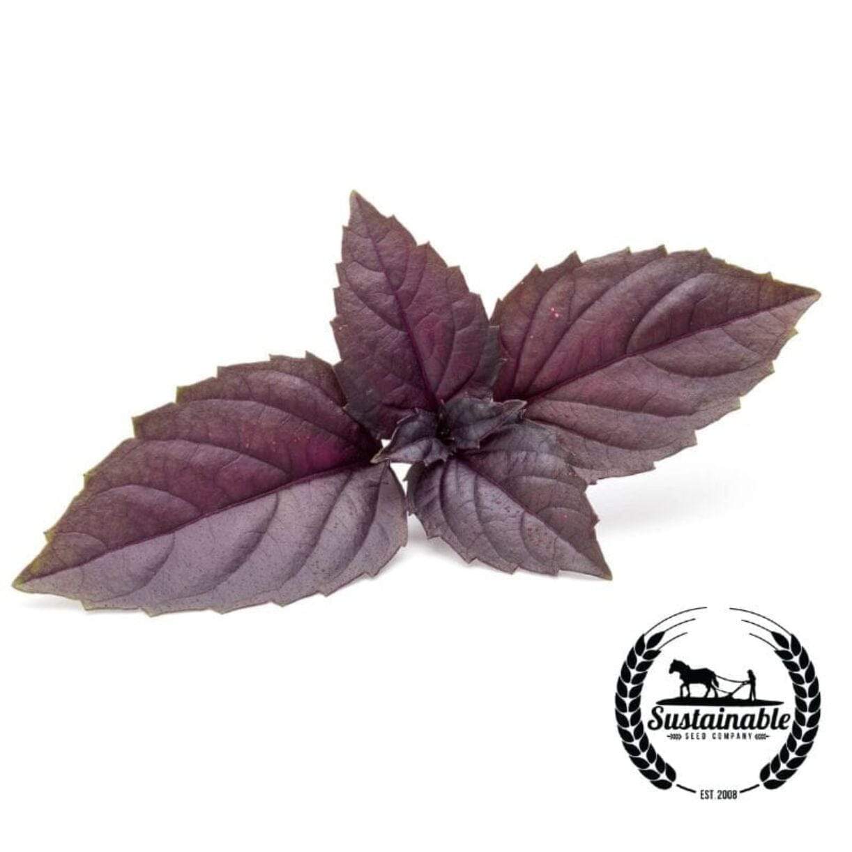 Red Rubin Basil