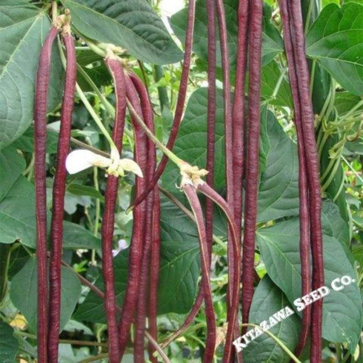 Red Noodle Yard Long Bean