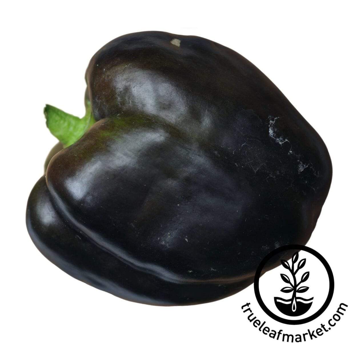 Midnight Dreams Pepper