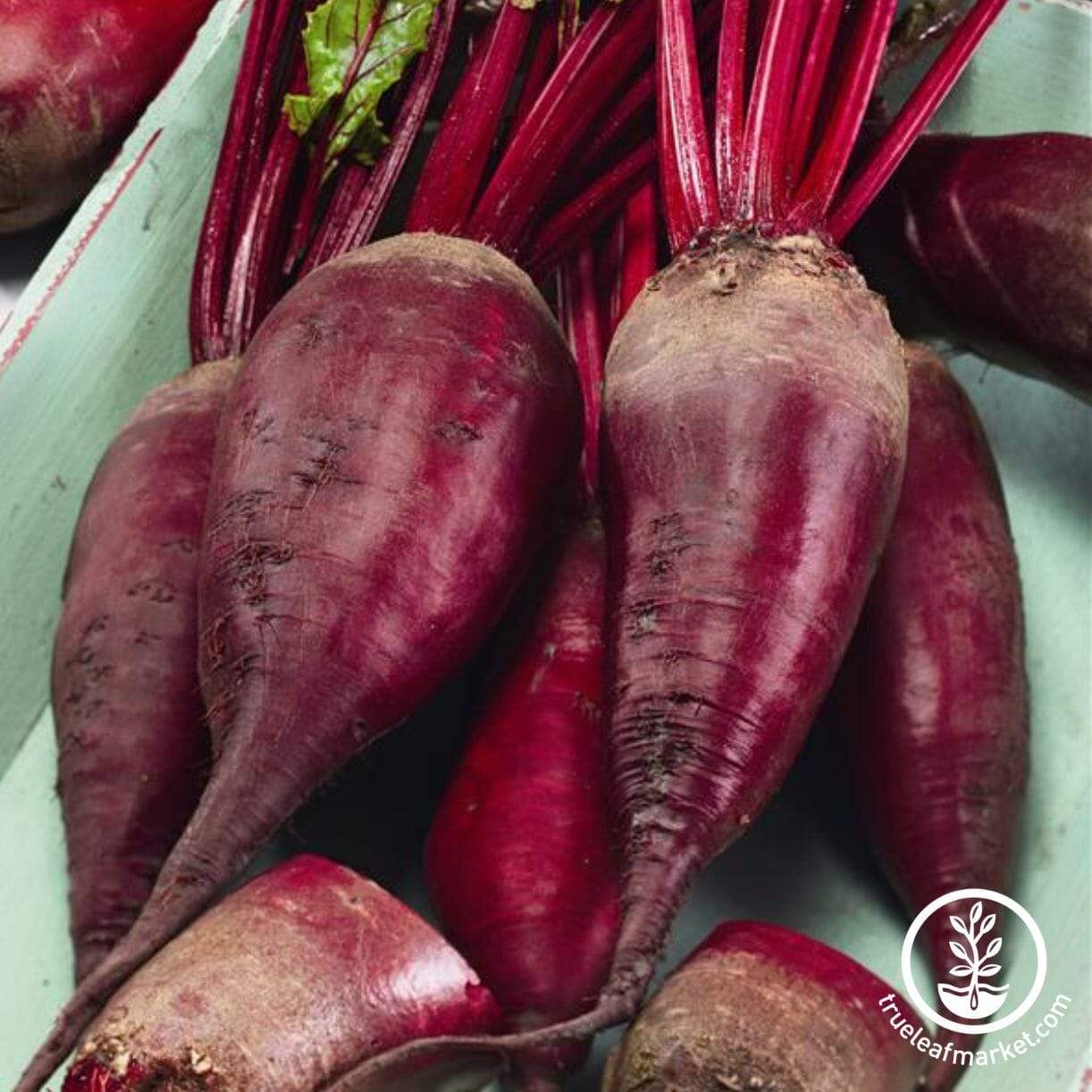 Macgregor's Favorite Beet