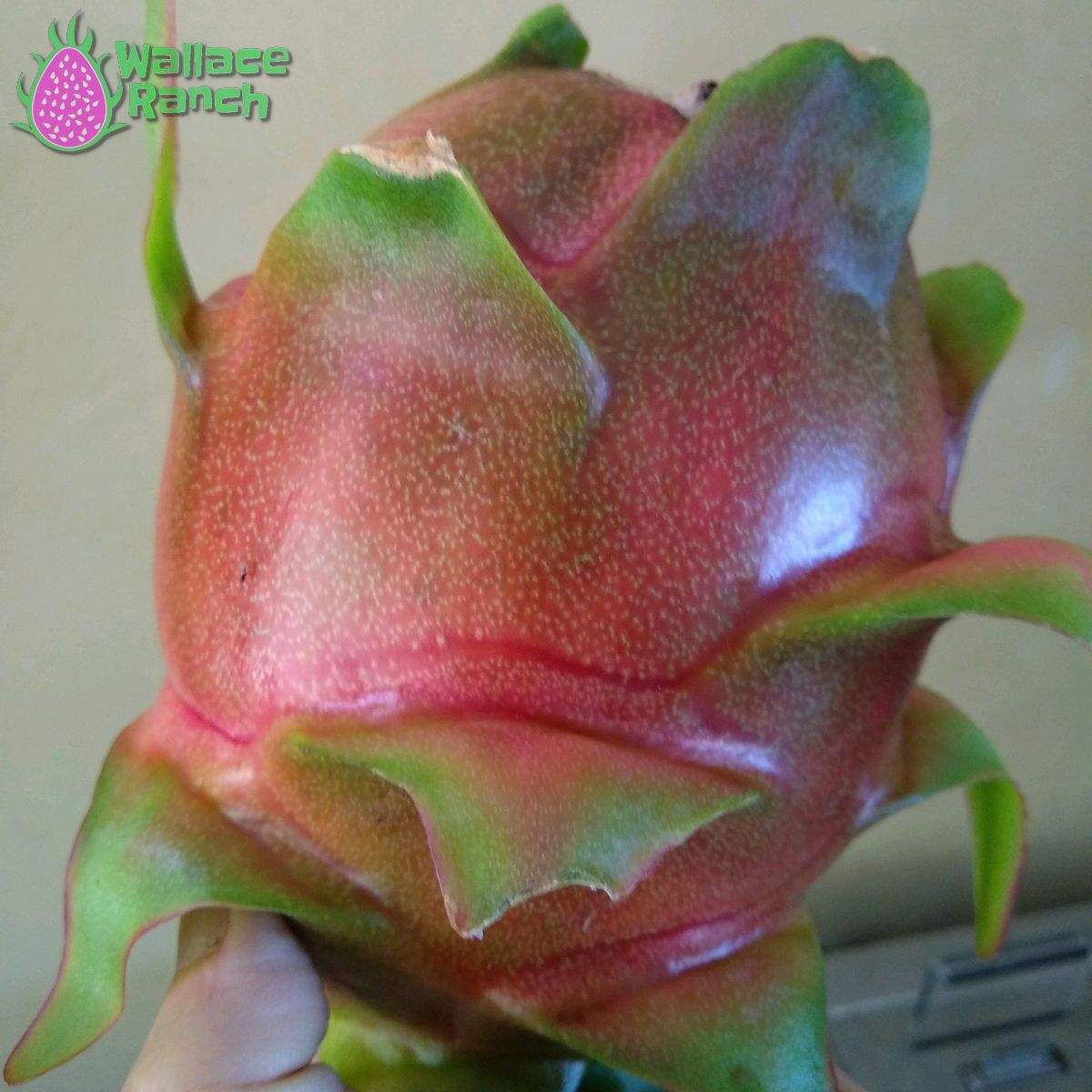 Purple Haze 5-s Dragonfruit (1)