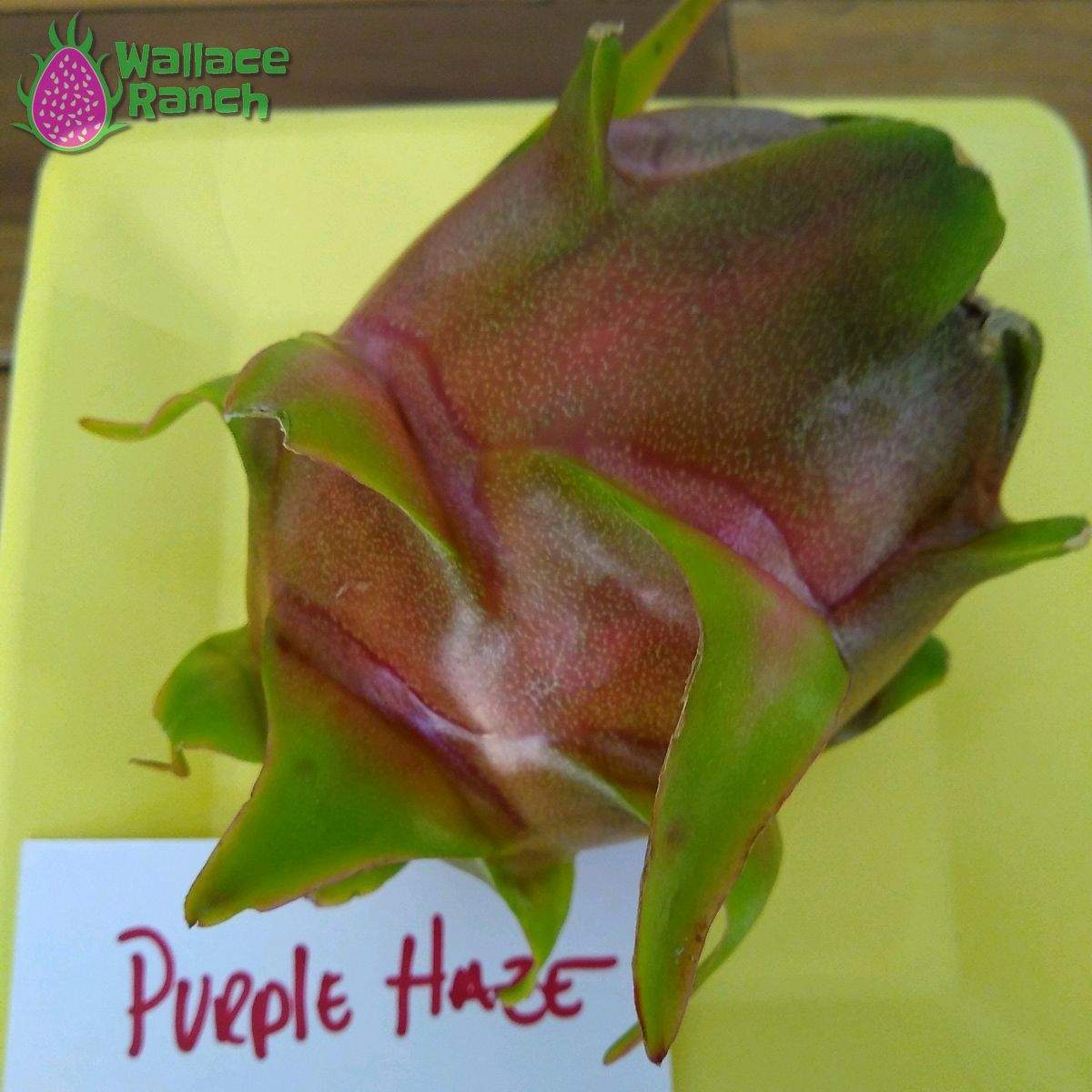 Purple Haze 5-s Dragonfruit (2)